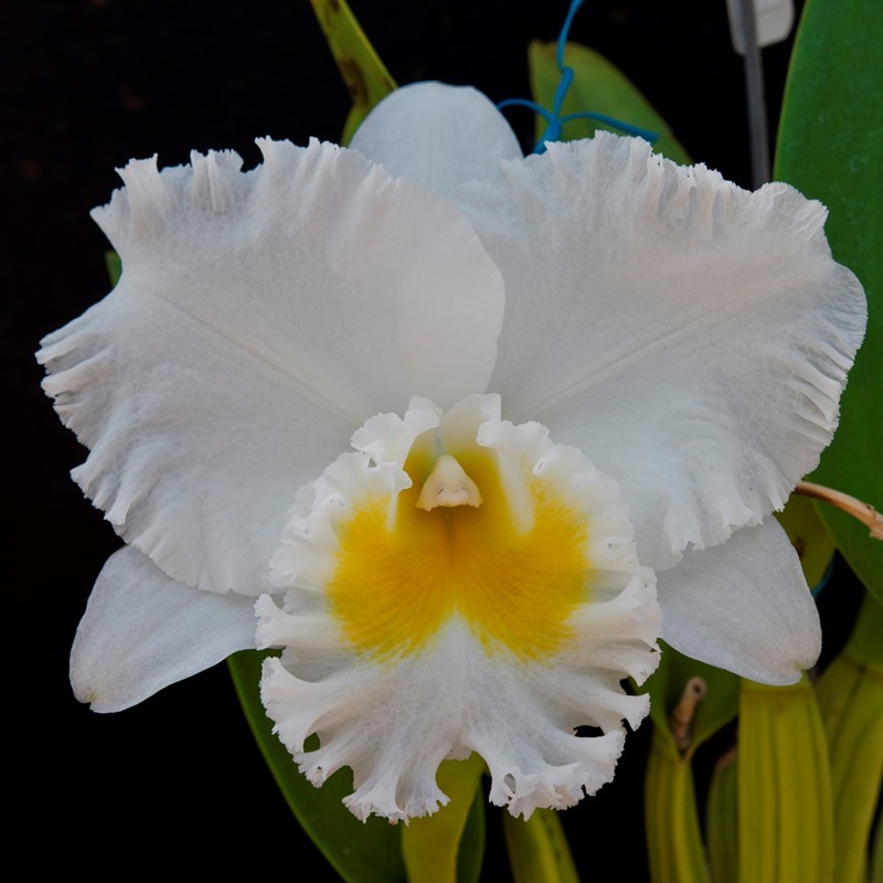 Cattleya Orchids For Sale Brisbane Orchid Flowers